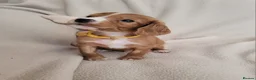 Cocker Spaniel dogs for sale: Small Health Tested Working Cocker Pups - Advert 31