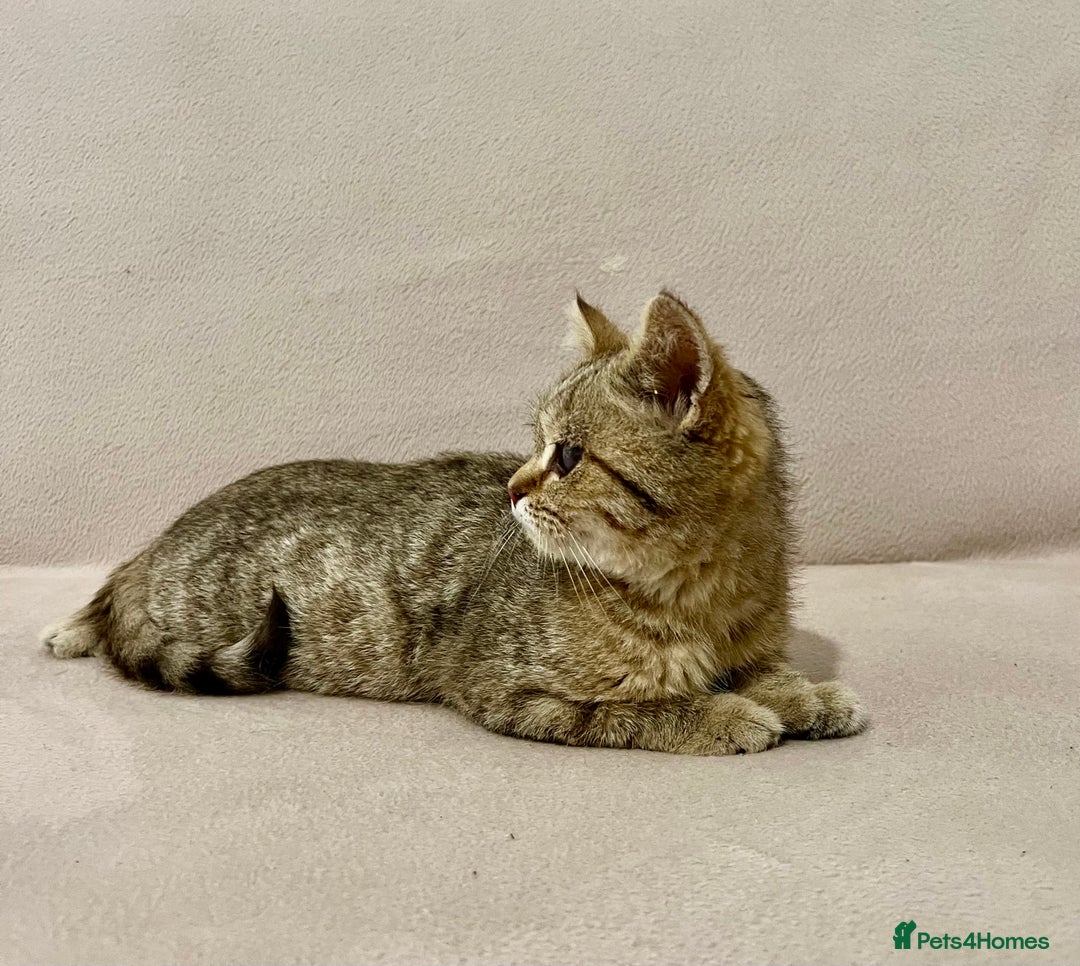 British Shorthair cats for sale: Charming pure BSH kitten - Image 8