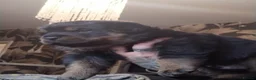 Rottweiler dogs for sale: Shepweiller puppies - Advert 17
