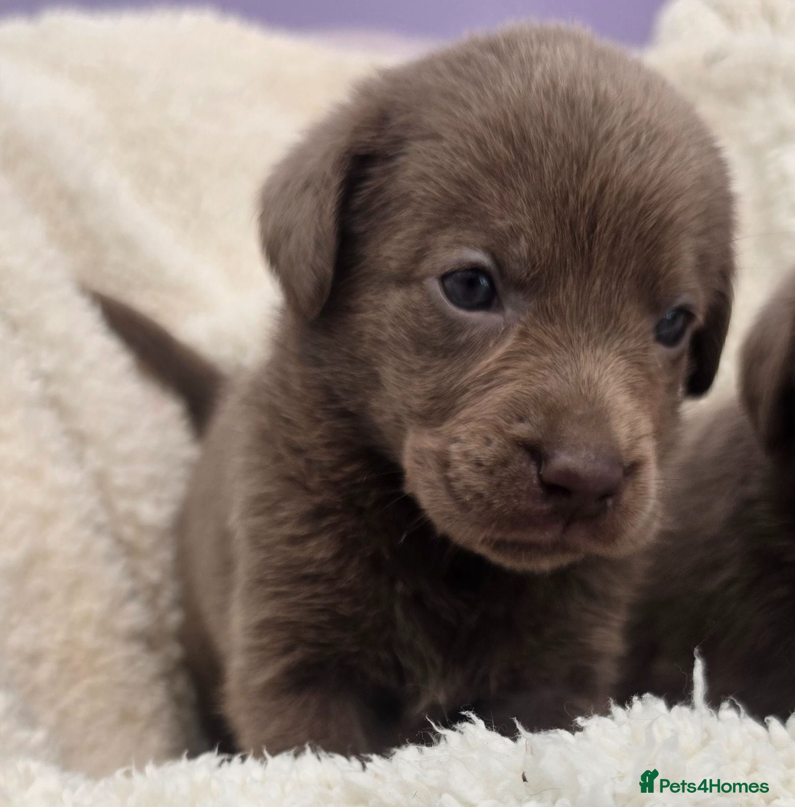 Labrador Retriever dogs Stunning Silver and Chocolate Labrador Puppies - Advert 1