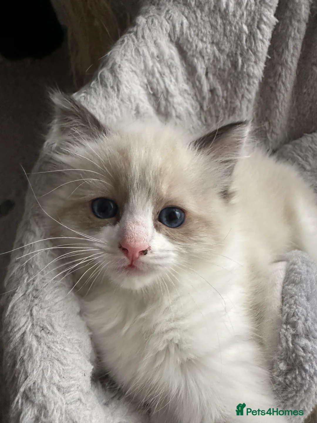 Ragdoll cats for sale: Gorgeous ragdoll girls!  - Advert 2