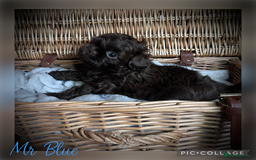 Shih Tzu dogs for sale: Stunning KC chocolate imperial Shihtzu puppies - Image 5