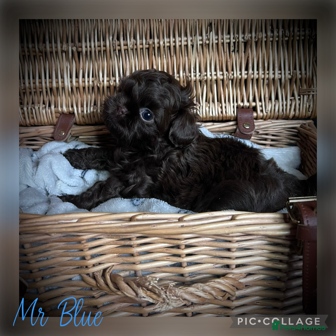Shih Tzu dogs for sale: Stunning KC chocolate imperial Shihtzu puppies - Image 5