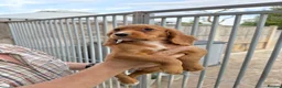 Cocker Spaniel dogs for sale: Cocker spaniel puppies ready now - Advert 7
