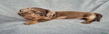 Miniature Dachshund 3