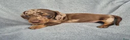 Miniature Dachshund dogs for sale: Gorgeous KC Reg, PRA Clear miniature dachshunds - Advert 32