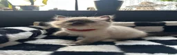 Ragdoll cats for sale: Purebred Ragdoll Kittens  - Advert 10
