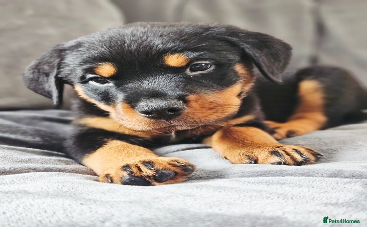 Rottweiler dogs in Battle - Advert 1