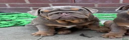 English Bulldog dogs for sale: Gorgeous KC English Bulldog Puppies🐶 - Advert 13