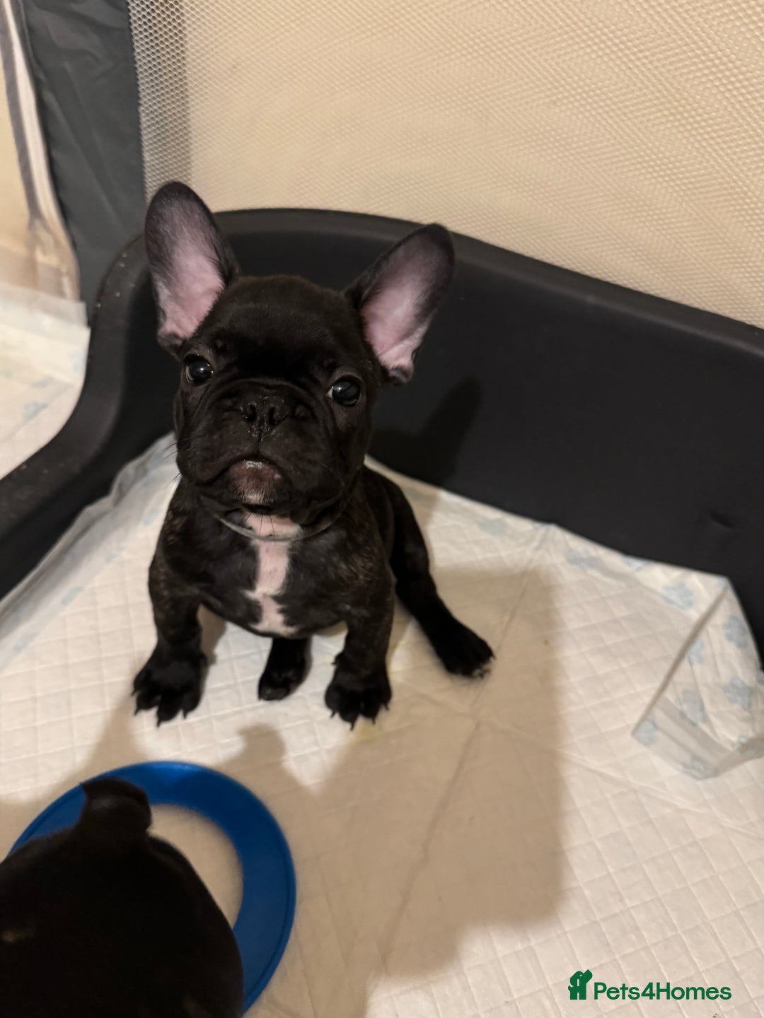 French Bulldog dogs for sale: French puppies  - Advert 33