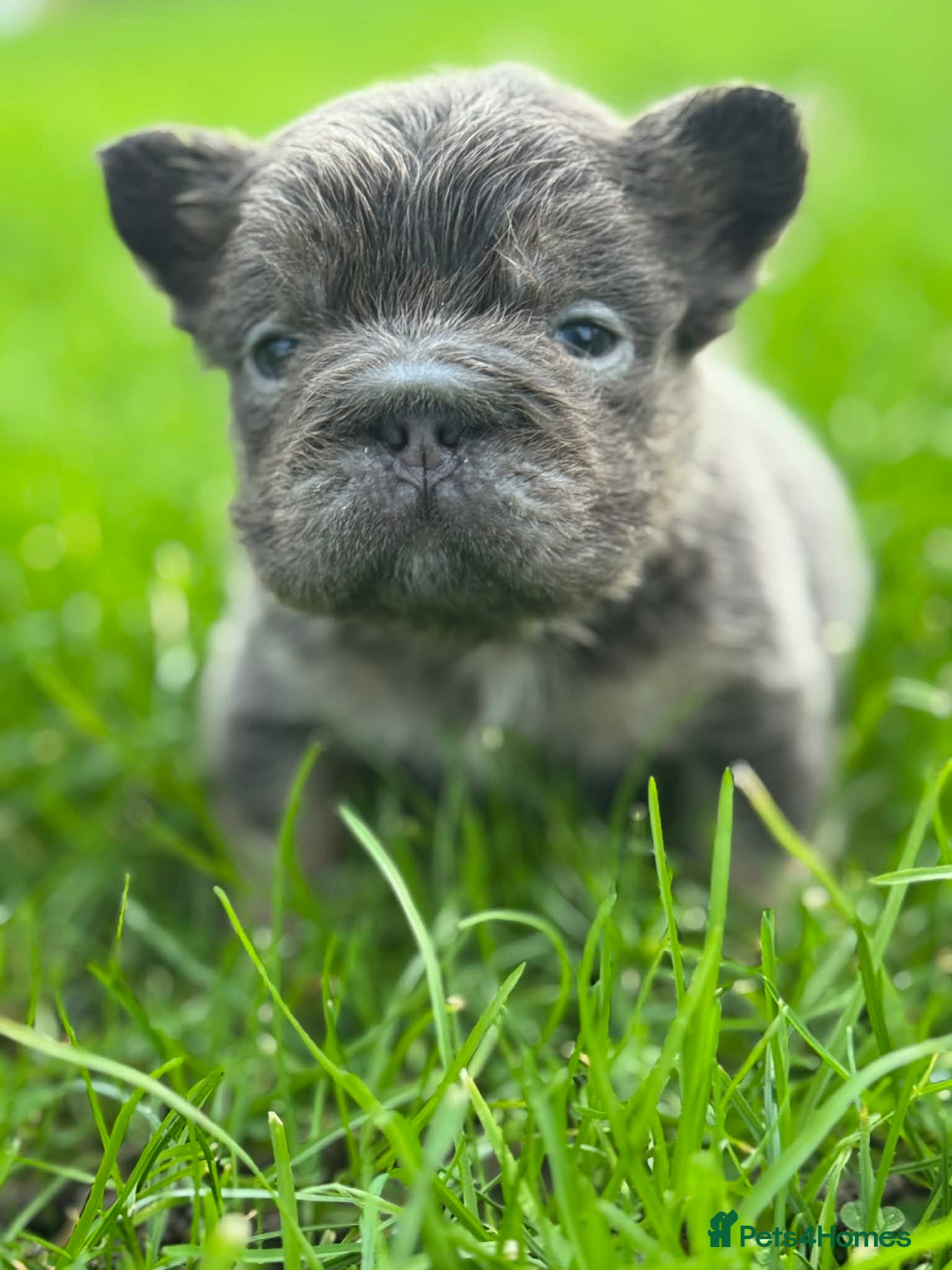 French Bulldog dogs BEAUTIFUL LILAC AND TAN FLUFFY FEMALE  - Advert 5