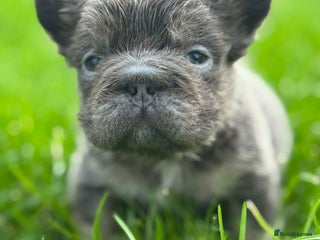 French Bulldog dogs BEAUTIFUL LILAC AND TAN FLUFFY FEMALE - Advert 5