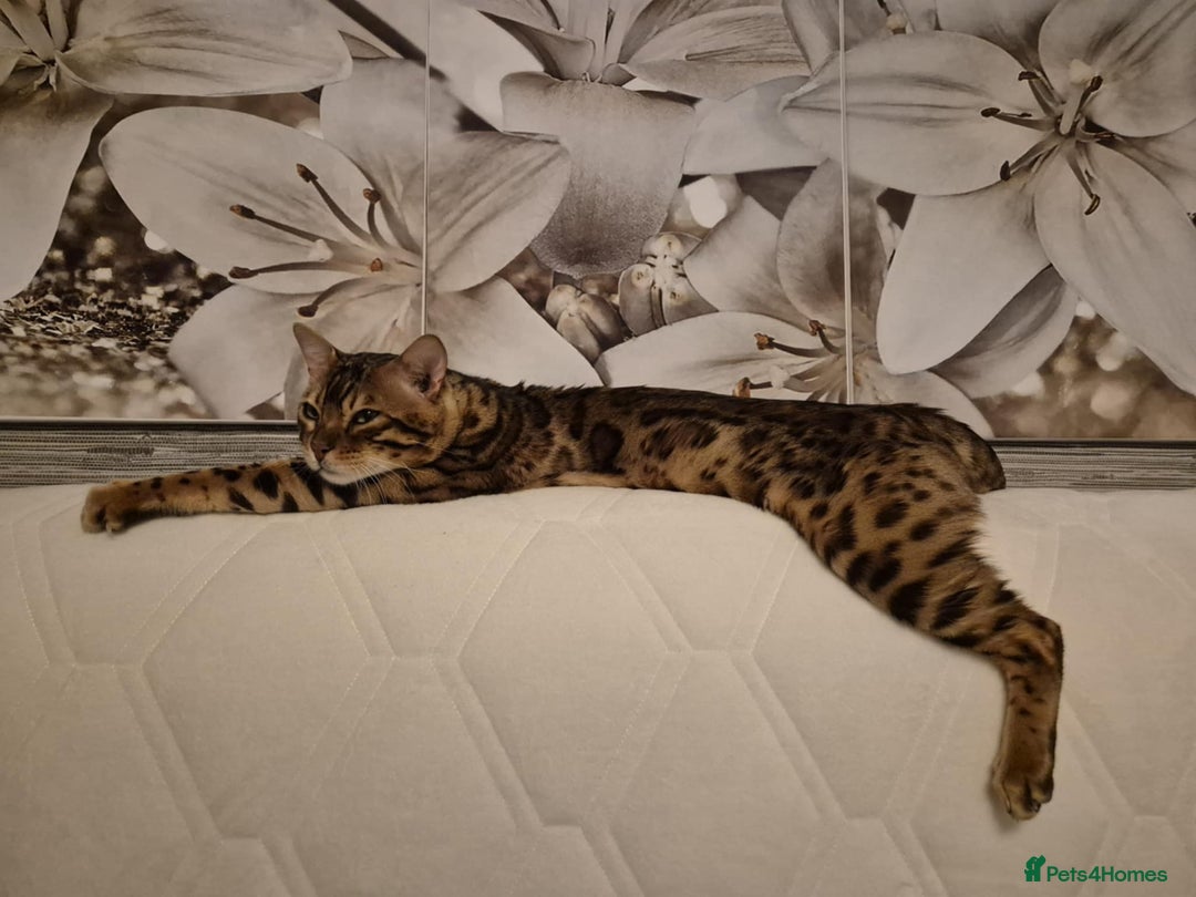 Bengal cats for sale: Gorgeous Bengal for Sale - Image 5