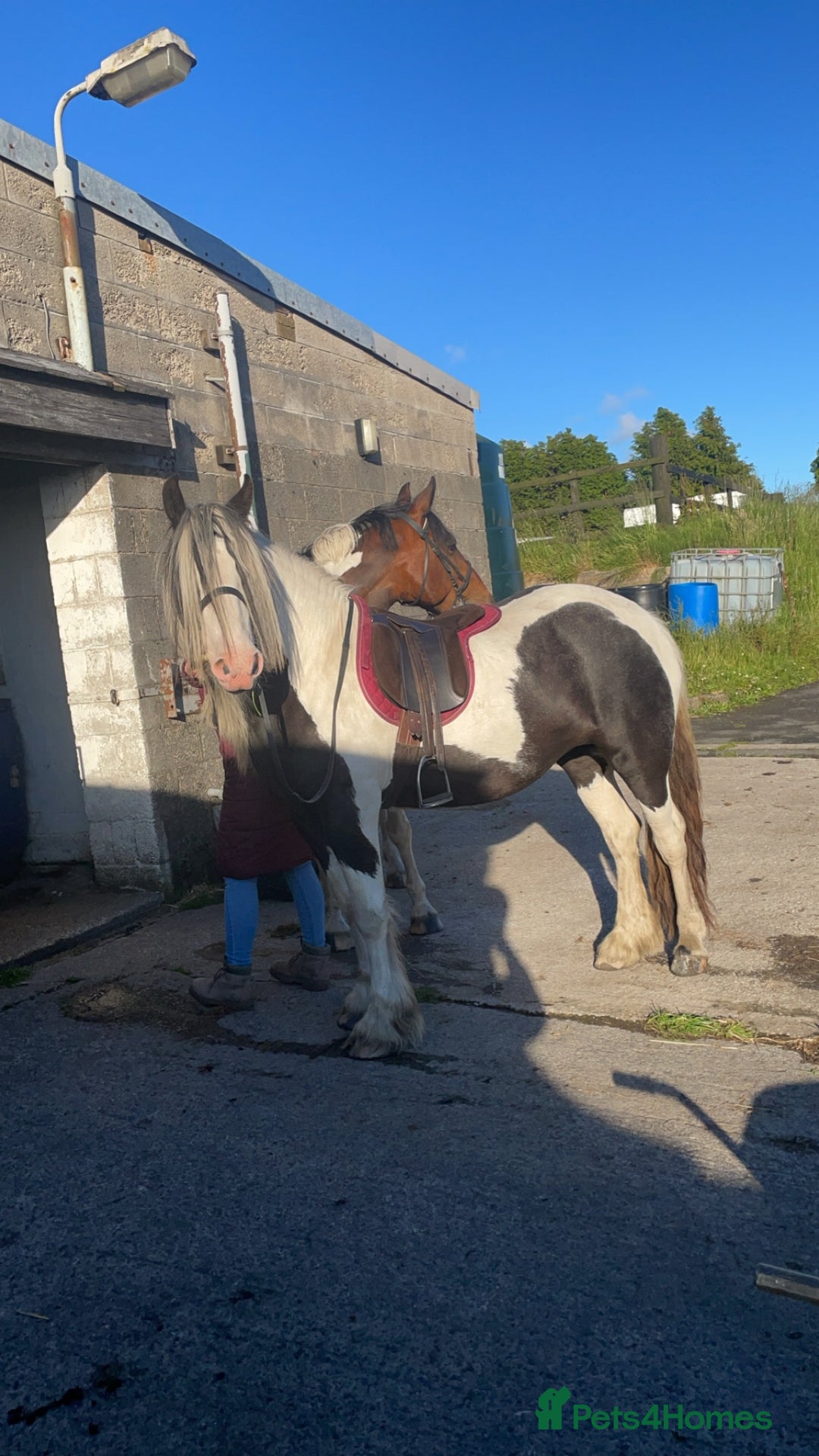 Irish Cob horses for sale: Dolly  - Image 4