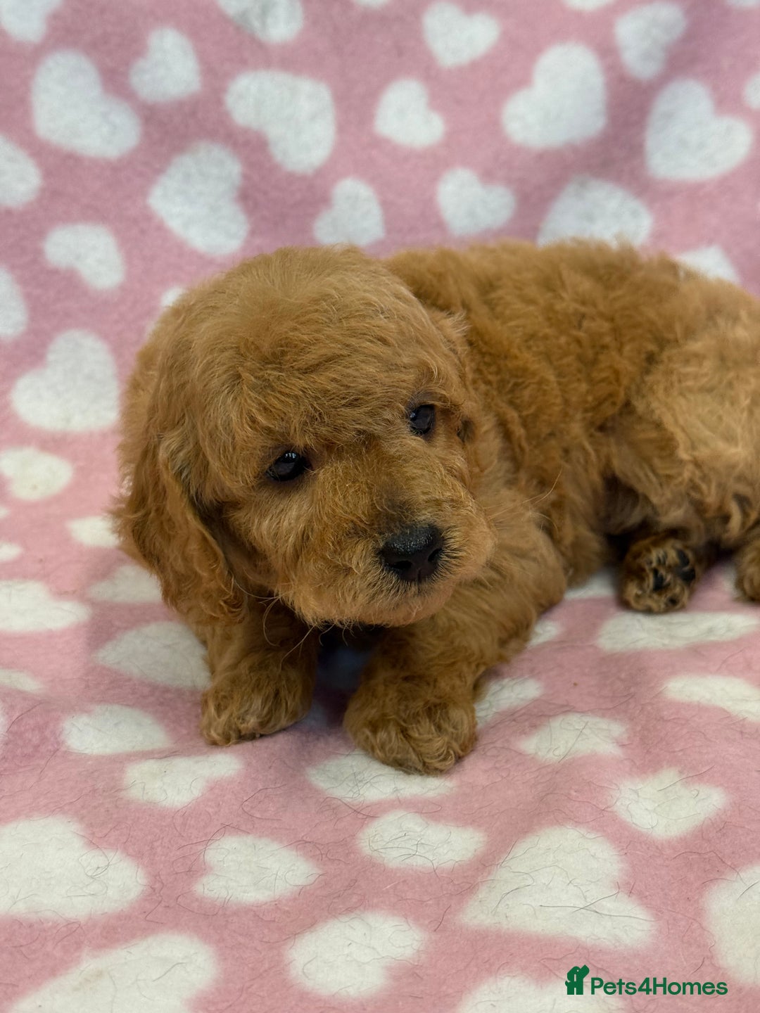 Cockapoo dogs for sale: Cockapoos F1B puppies  - Advert 7