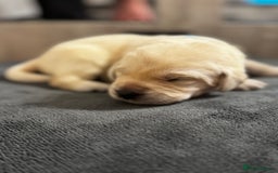 Labrador Retriever dogs for sale: Stunning, White/Yellow KC Registered Labrador Pups - Image 33