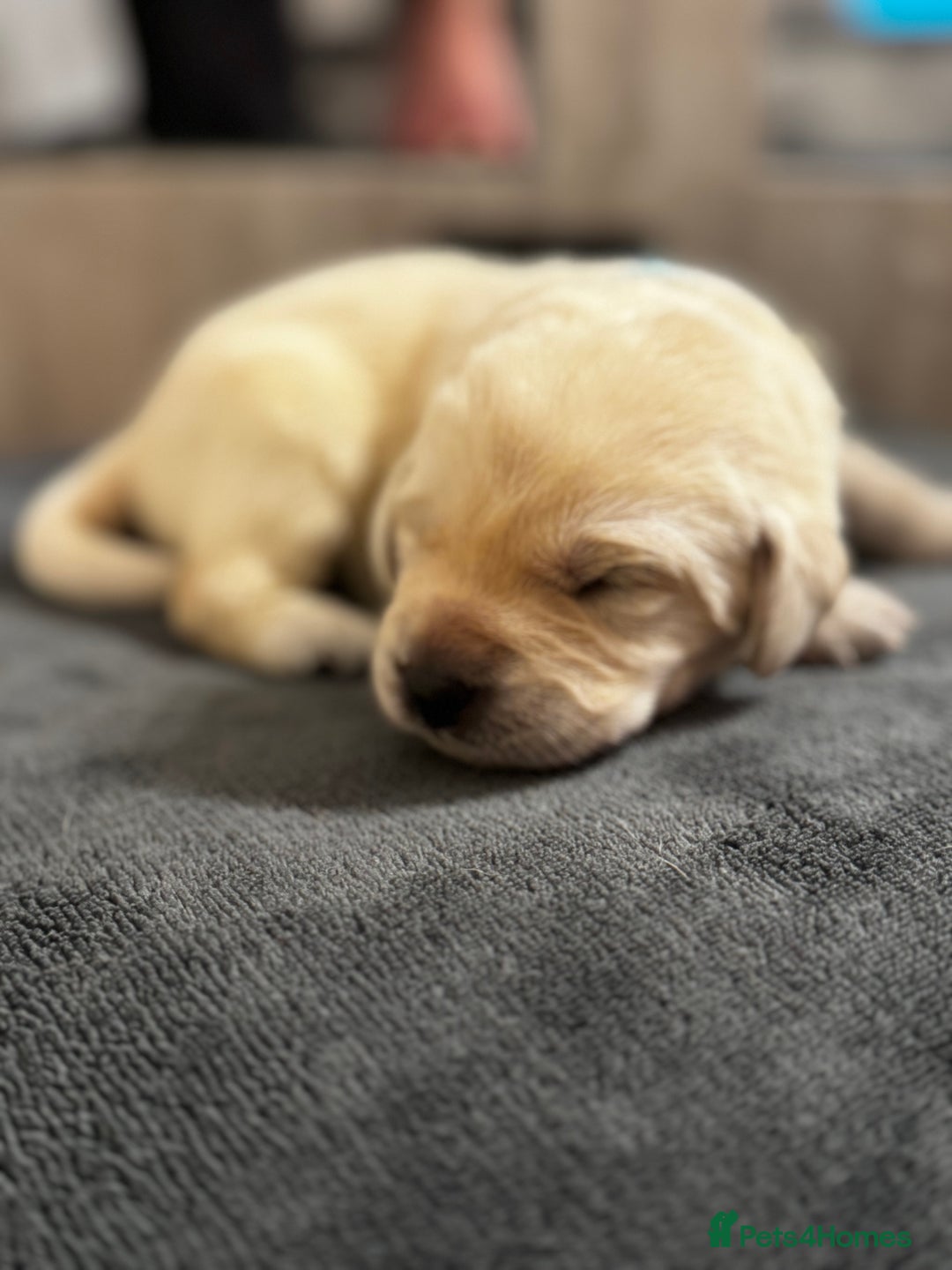 Labrador Retriever dogs for sale: Stunning, White/Yellow KC Registered Labrador Pups - Image 33