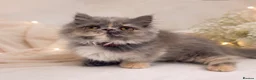 Munchkin cats for sale: Rare Munchkin Minuet Girl Tiny Rughugger Legs 🩷 - Advert 3