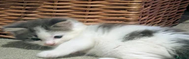 Playful Kitty