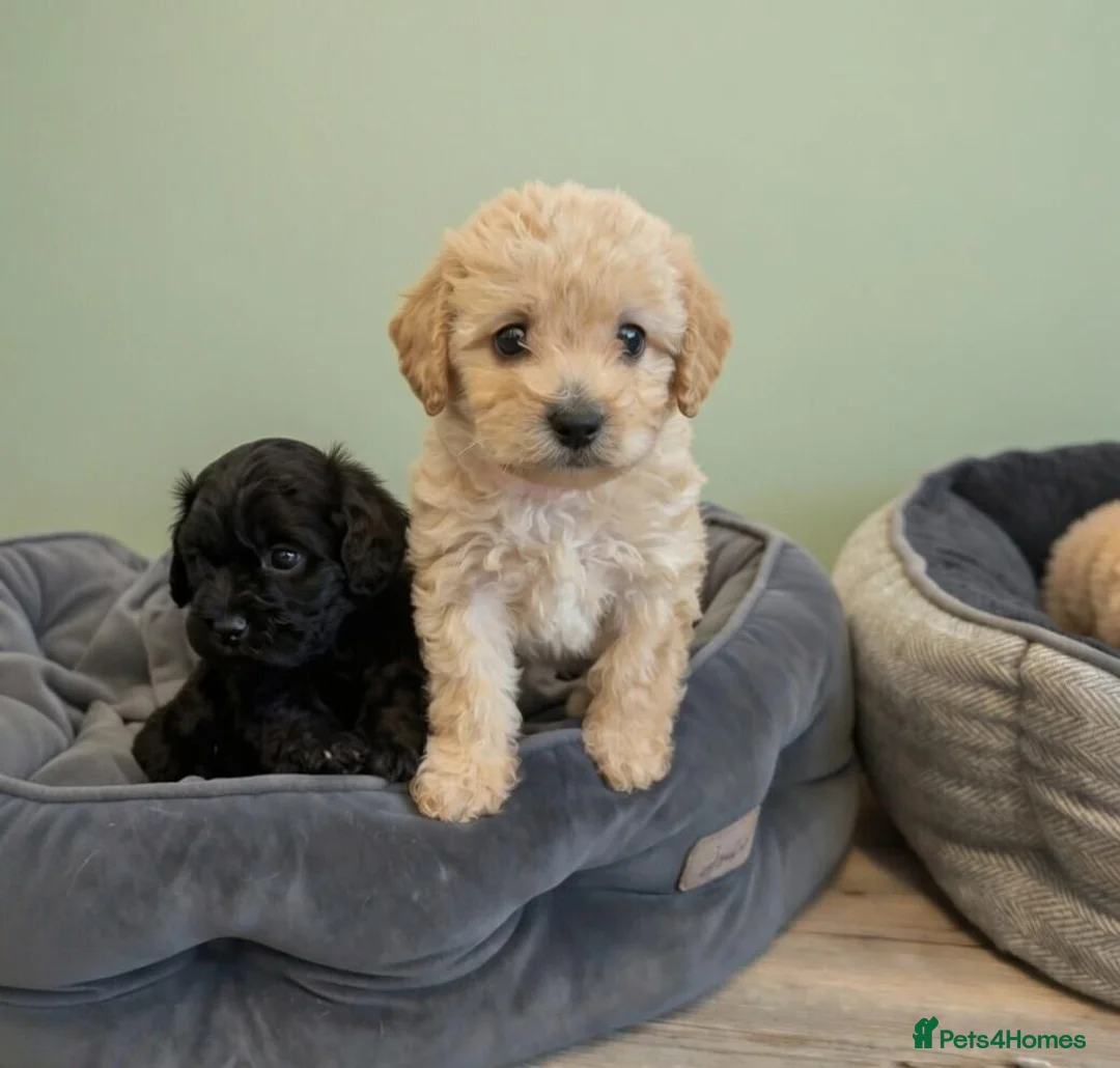 Maltipoo dogs for sale: Teddy bear Maltipoos, DNA Health tested - Advert 5