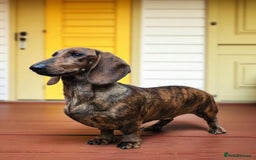 Dachshund dogs for stud: Standard dachshund  - Image 5