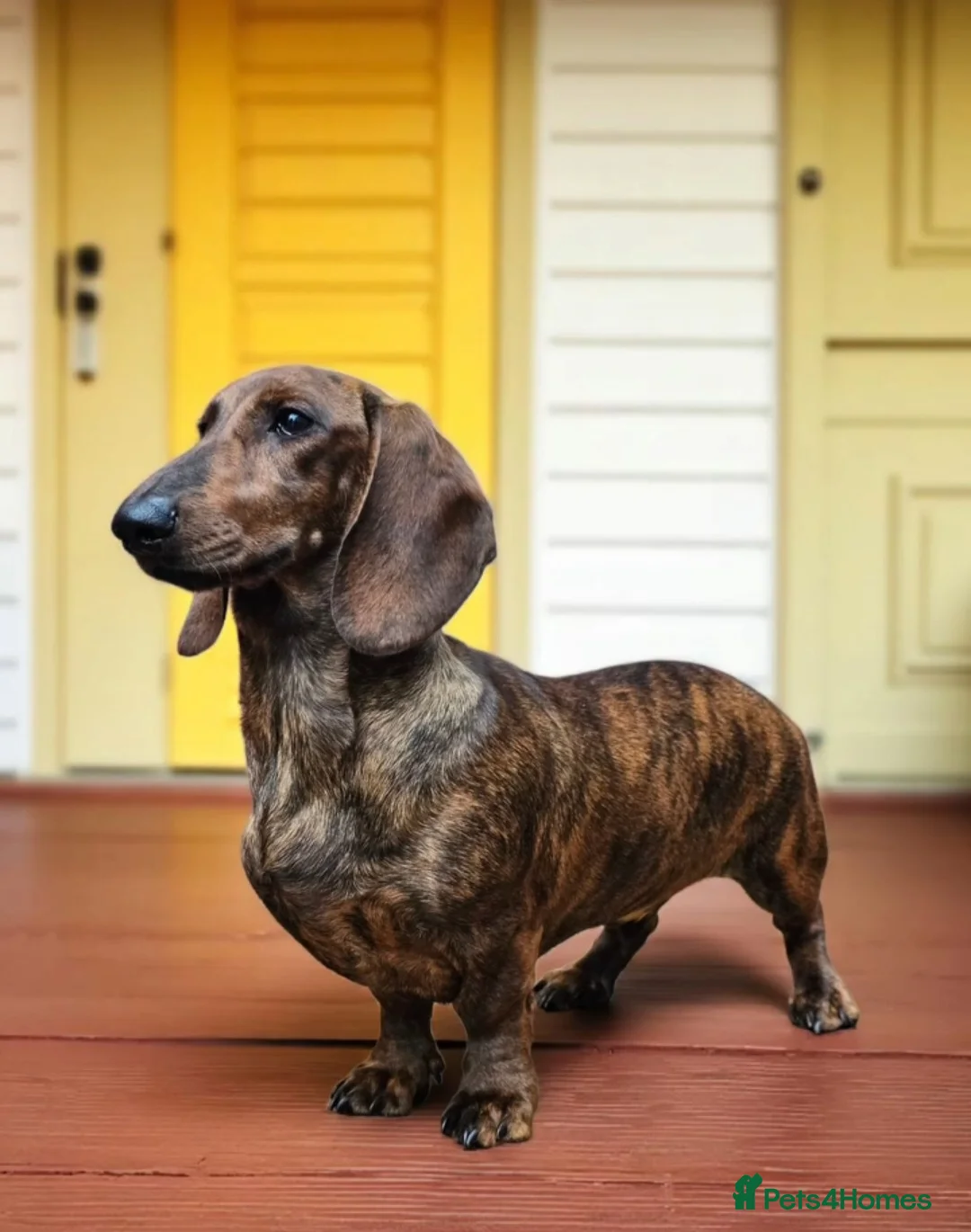 Dachshund dogs for stud: Standard dachshund  - Advert 7