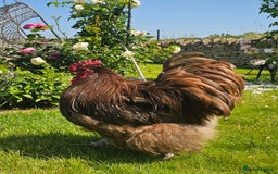 Chickens poultry for sale: Pure Breed BIG Rare Colour Orpington Flock - Image 2