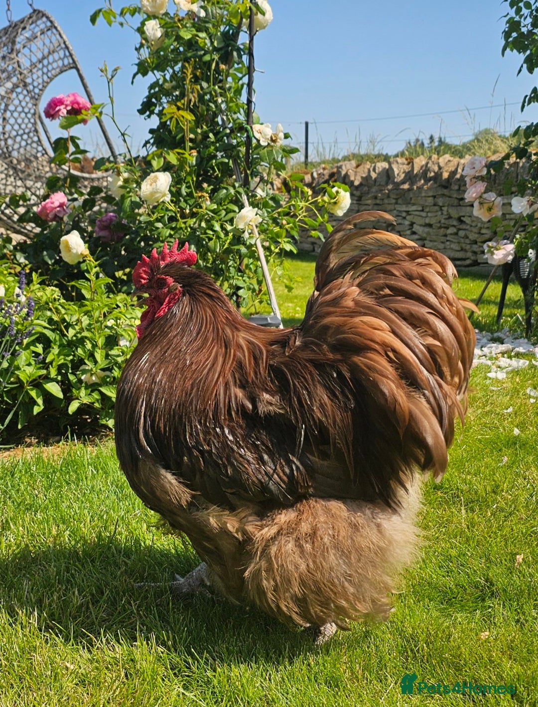Chickens poultry for sale: Pure Breed BIG Rare Colour Orpington Flock - Image 2