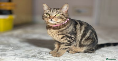 Mixed Breed cats Tabby cat - Advert 6