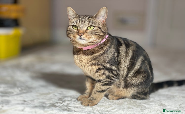 Mixed Breed cats Tabby cat - Advert 16