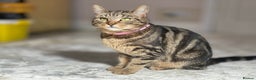 Mixed Breed cats for sale: Tabby cat - Advert 1