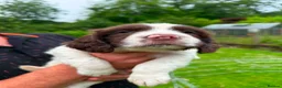 English Springer Spaniel dogs for sale: Springer spaniel  - Advert 6