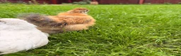 Mixed Breed birds for sale: 4 Check in Liverpool - Advert 6