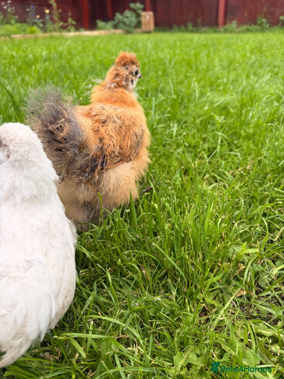 Mixed Breed birds for sale: 4 Check in Liverpool - Advert 6