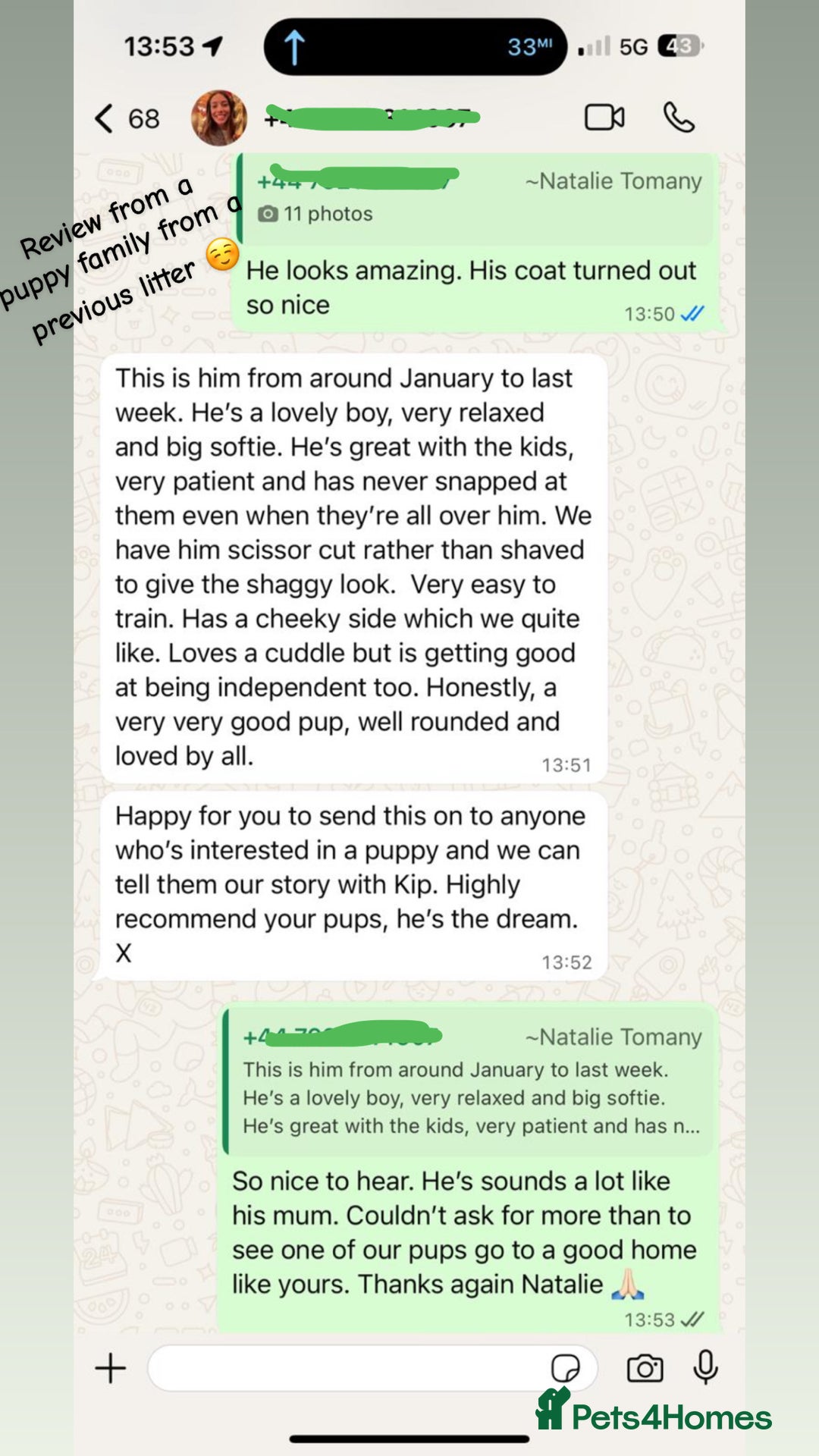 Mini Goldendoodle dogs for sale: 10 beautiful Miniature F1 GoldenDoodle puppies - Advert 31