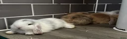 Mini Lop rabbits for sale: 3 pure bred mini lops - Advert 15