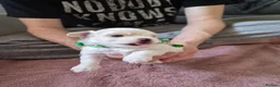 Maltipoo dogs for sale: Premium Isabella & Ivory Mini Maltipoo F2   in Pontefract - Advert 22
