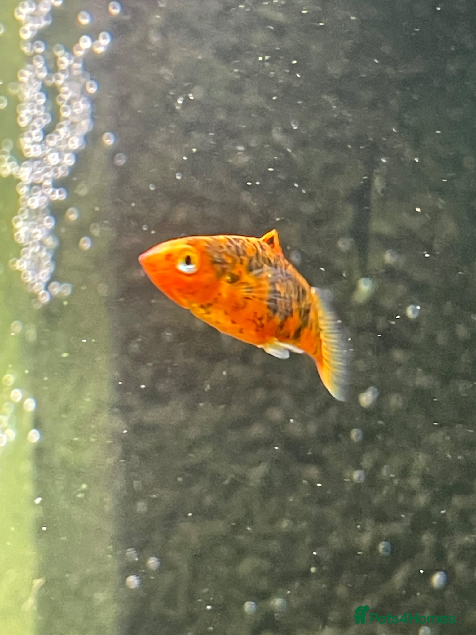 Platies fish Black and orange platy - Advert 6