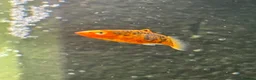 Platies fish for sale: Black and orange platy - Advert 1