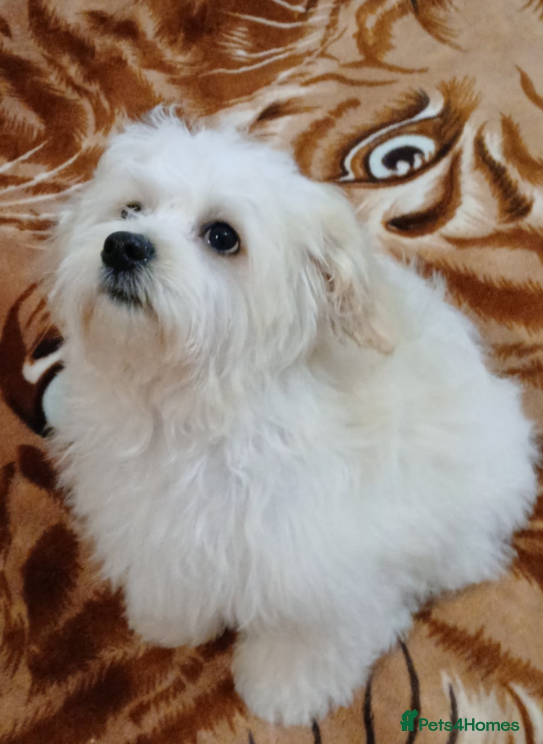 Maltese dogs for sale: BEAUTIFUL MALTESE PUPPIES - FROM LONDON . - Advert 19