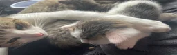 Mixed Breed cats for sale: Kittens  - Advert 9