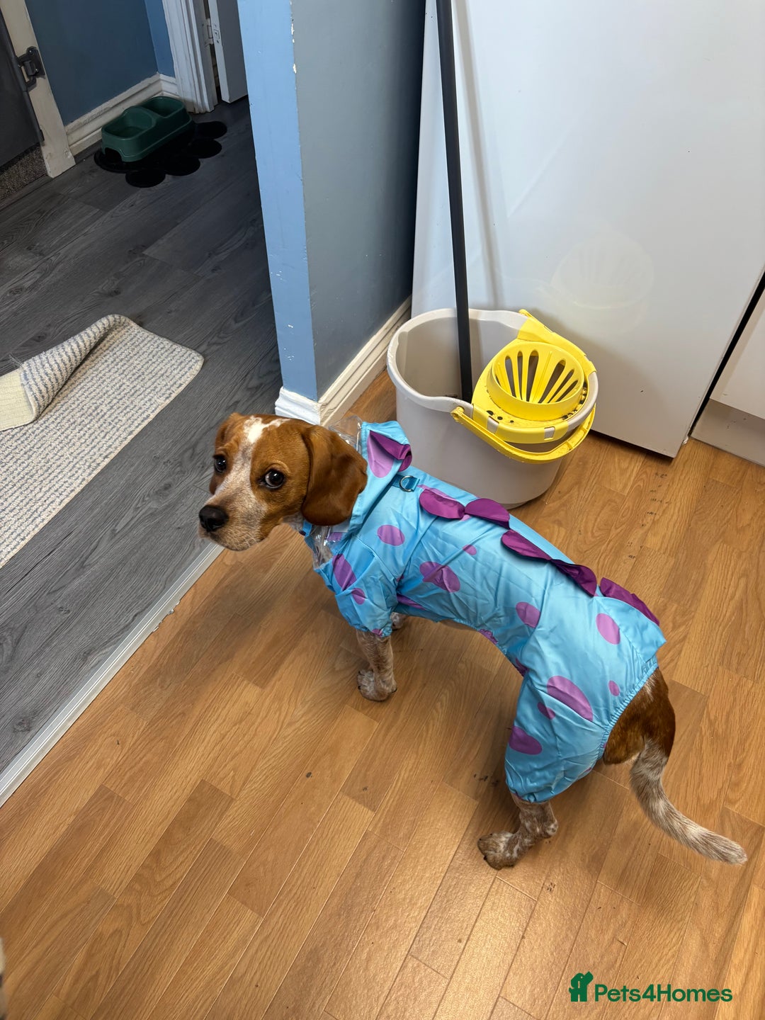 Beaglier dogs for sale: 13 month old beaglier  - Advert 9