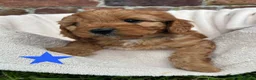 Cavapoo dogs for sale: Stunning DNA Tested Cavapoo F1 Puppies Red in Llandinam - Advert 5