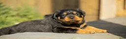 Rottweiler dogs for sale: Stunning Chunky Rotweillers from fantastic parents - Advert 10