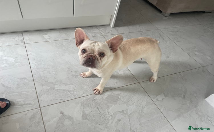 French Bulldog dogs - Advert 1