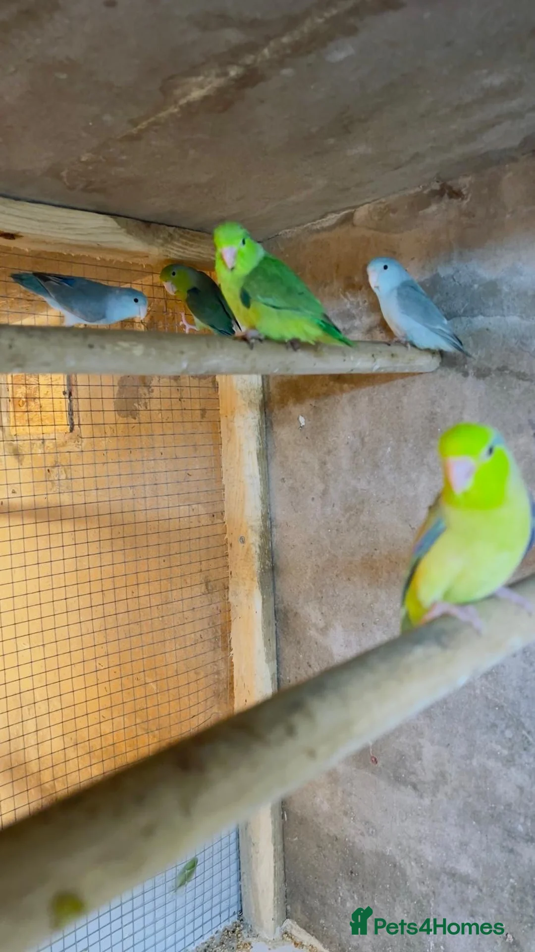 Mixed Breed birds for sale: Different types of birds *read description*  - Advert 16