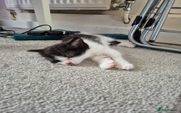 Persian cats for sale: Half persian fluffy kittens - Image 6
