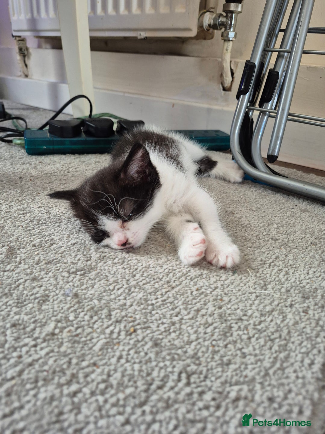 Persian cats for sale: Half persian fluffy kittens - Image 6