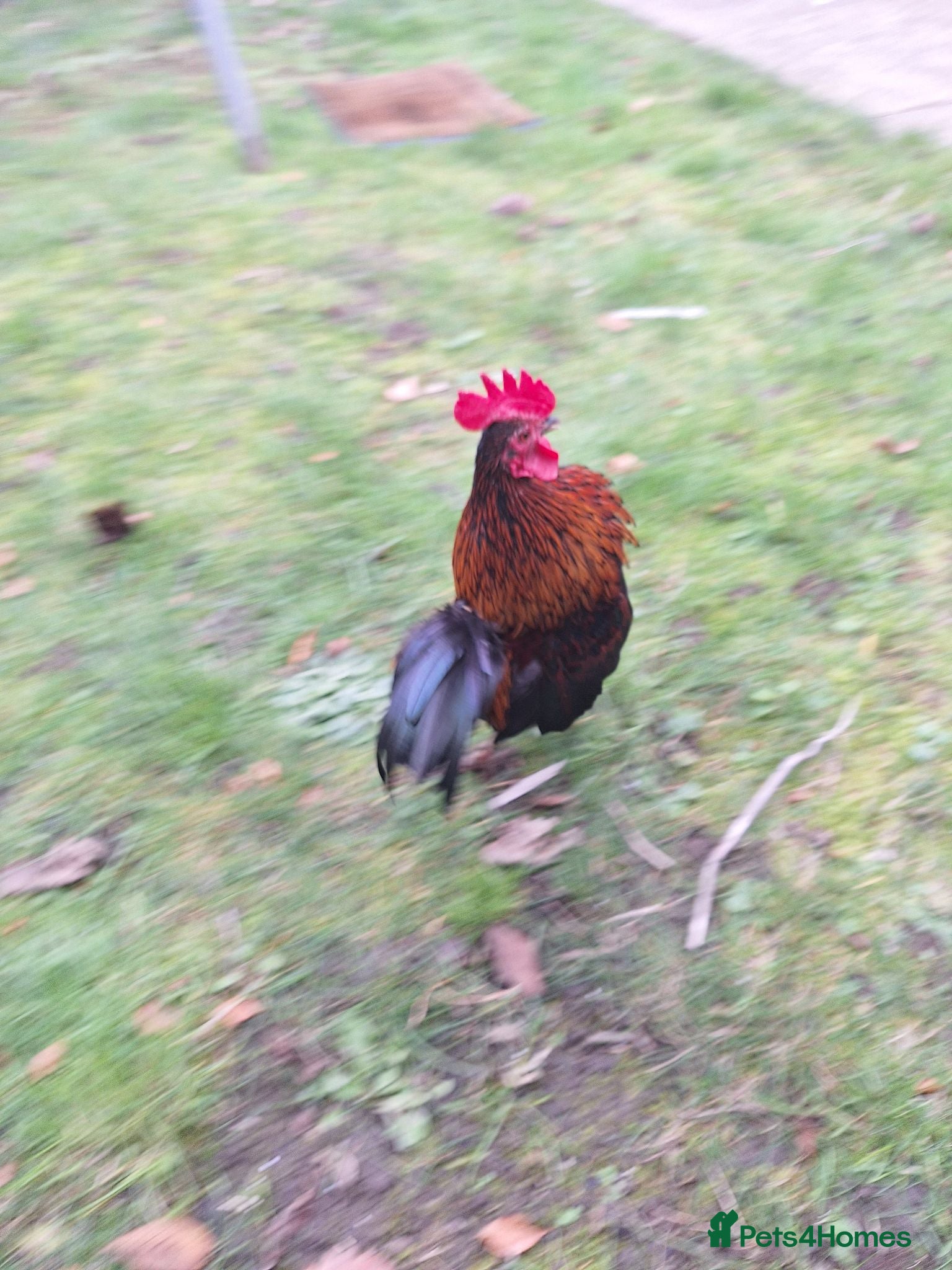 Chickens poultry Serama chicken  - Advert 2