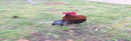 Chickens poultry for sale: Serama chicken  in Chester - Advert 1
